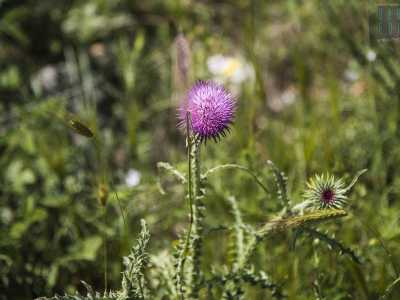 Accompagnati dal frinire dei grilli e dal verso degli uccelli che popolano questo luogo, incontriamo sul nostro cammino coloratissimi fiori, quali il violetto cardo selvatico...